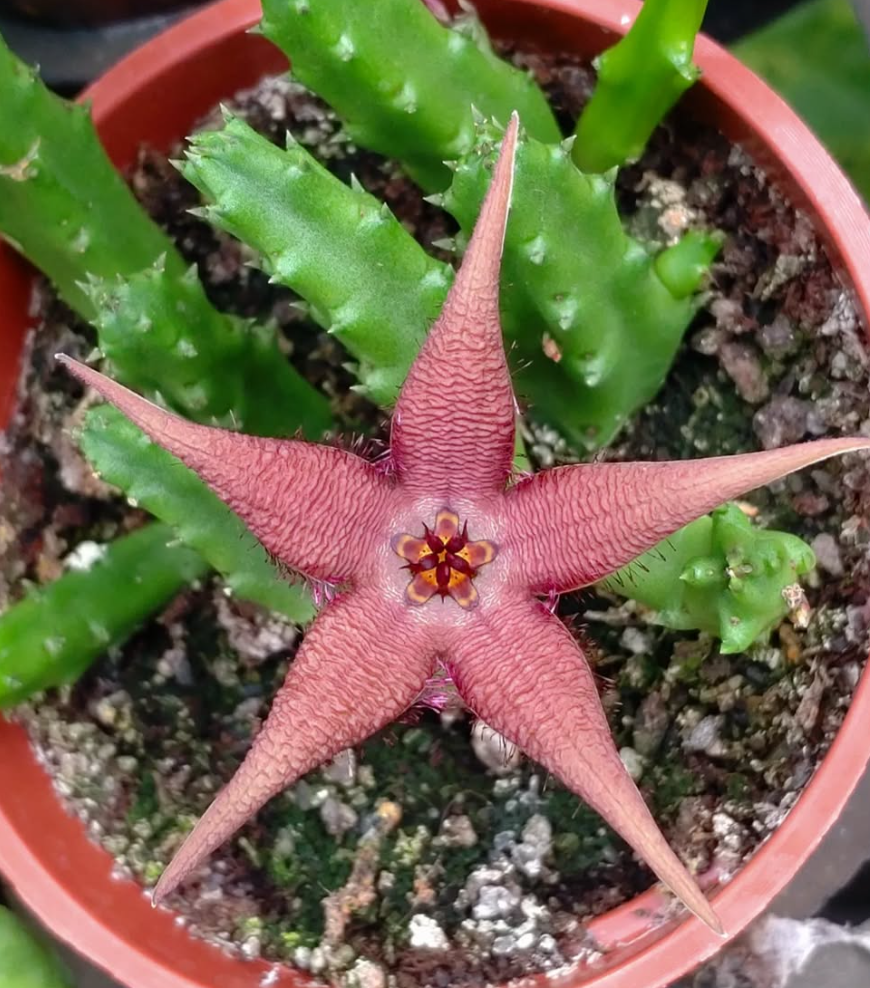 Stapelia schinzii var. angolensis 5 Pieces Seeds