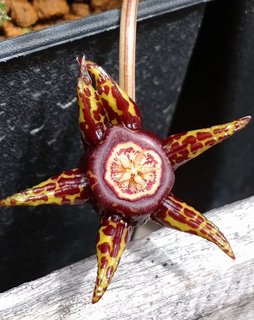 Duvalia Somalensis 5 Pieces Seeds