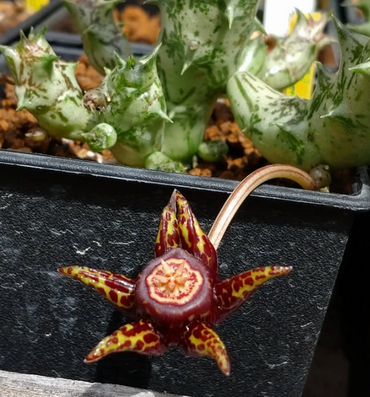 Duvalia Somalensis 5 Pieces Seeds