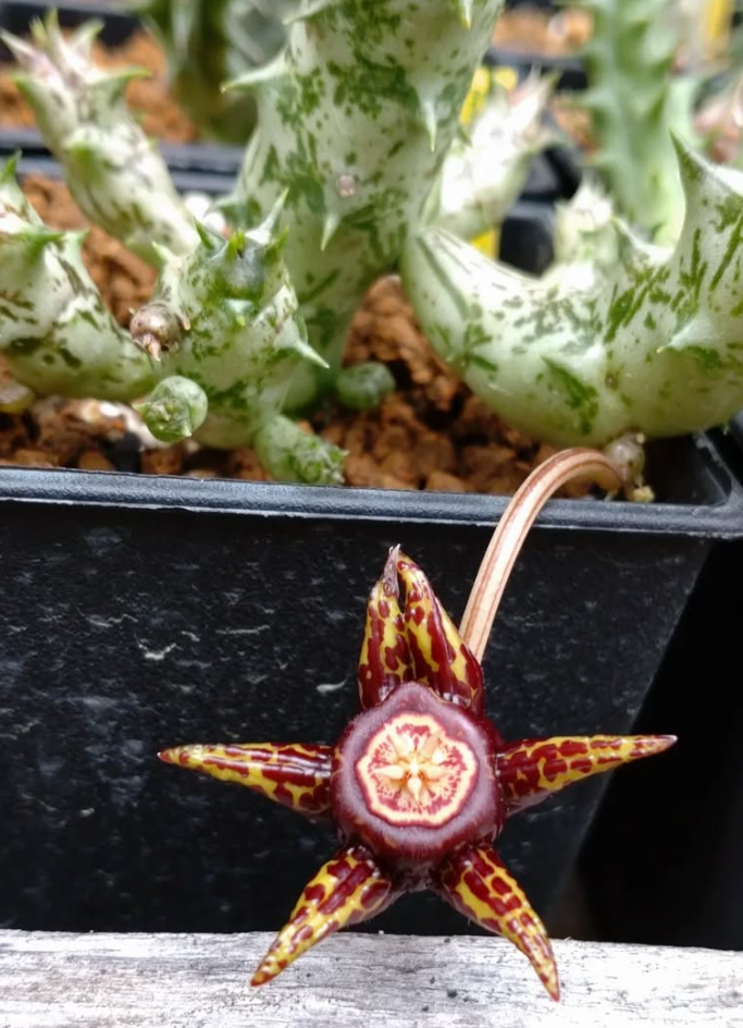 Duvalia Somalensis 5 Pieces Seeds