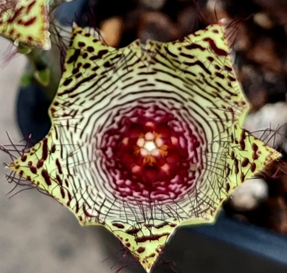 Monolluma pauciflora 7 Pieces Seeds