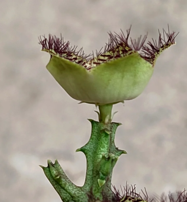 Monolluma pauciflora 7 Pieces Seeds