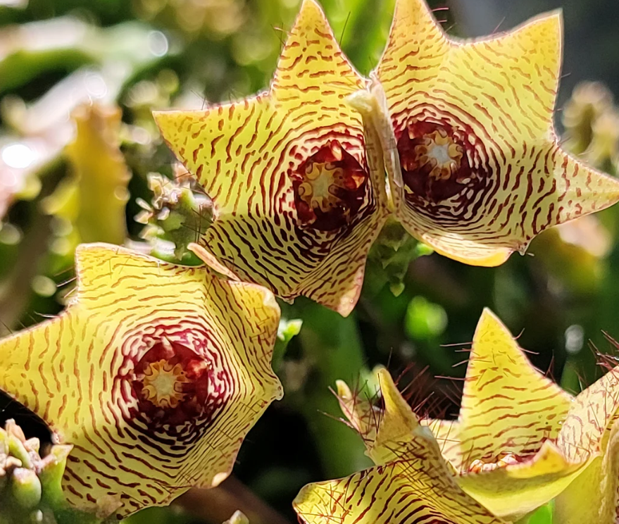 Monolluma pauciflora 7 Pieces Seeds