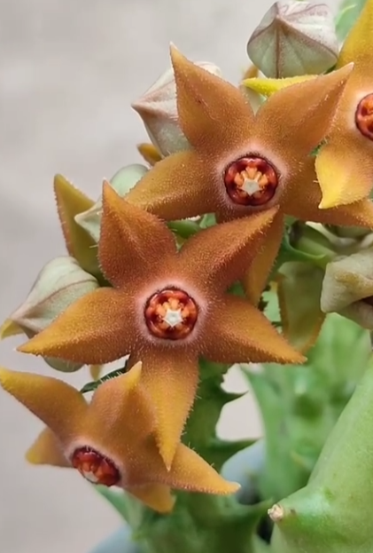 Orbea Sprengeri 5 Pieces Seeds