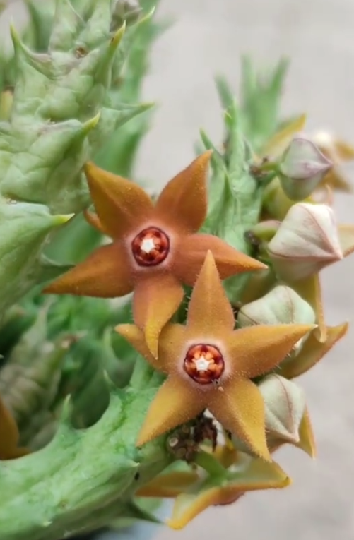 Orbea Sprengeri 5 Pieces Seeds