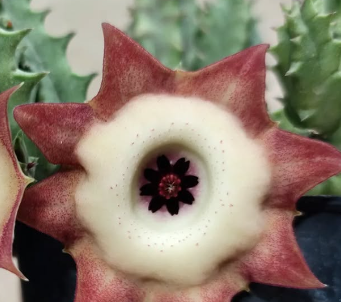 Huernia korat Sunny 5 Pieces Seeds