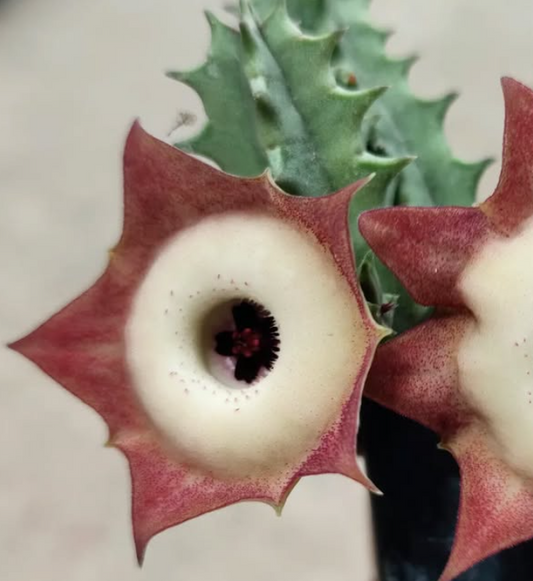Huernia korat Sunny 5 Pieces Seeds
