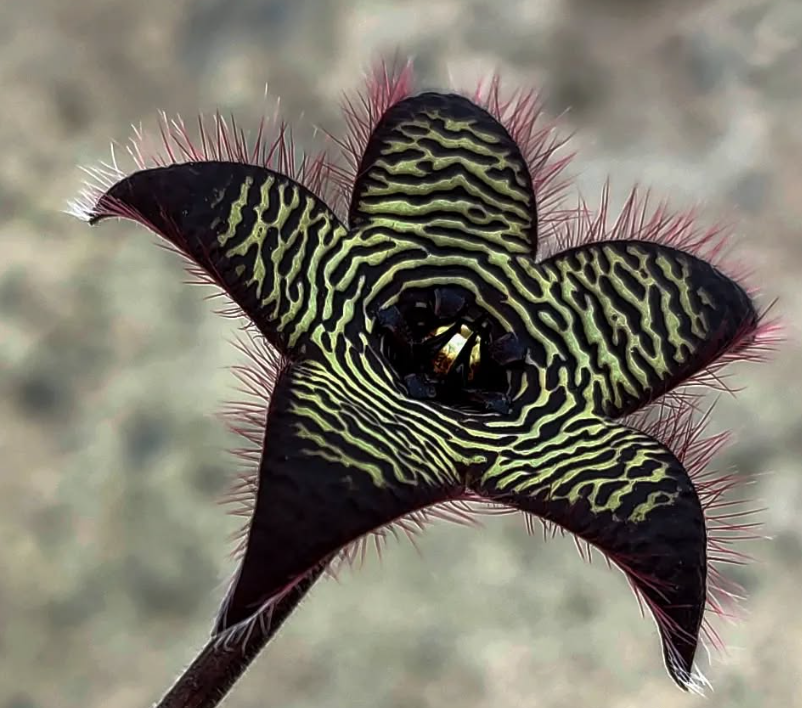 Stapelia Villetiae 7 Pieces Seeds