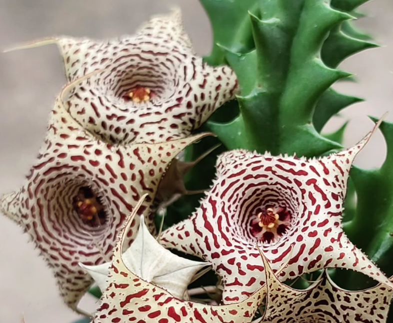 Huernia delicata 5 Pieces Seeds