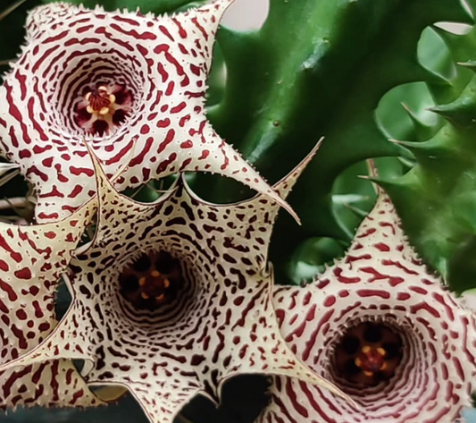 Huernia delicata 5 Pieces Seeds
