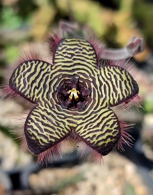 Stapelia Villetiae 7 Pieces Seeds