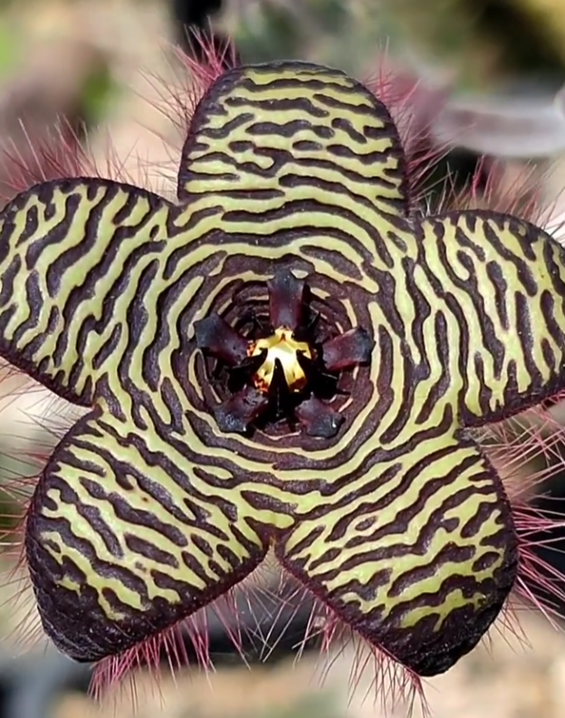 Stapelia Villetiae 7 Pieces Seeds