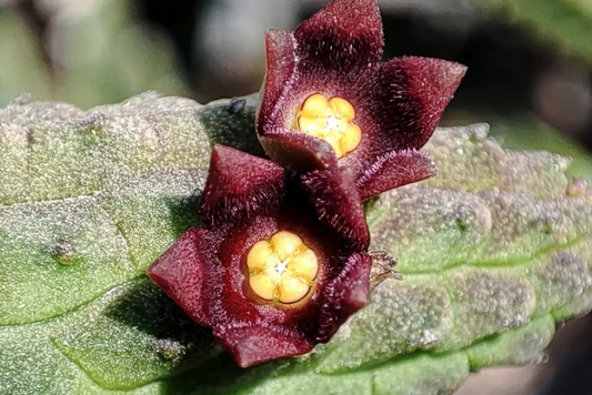 Echidnopsis cereiformis v. obscura 5 Pieces Seeds