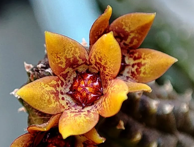 Echidnopsis yemenensis 5 Pieces Seeds