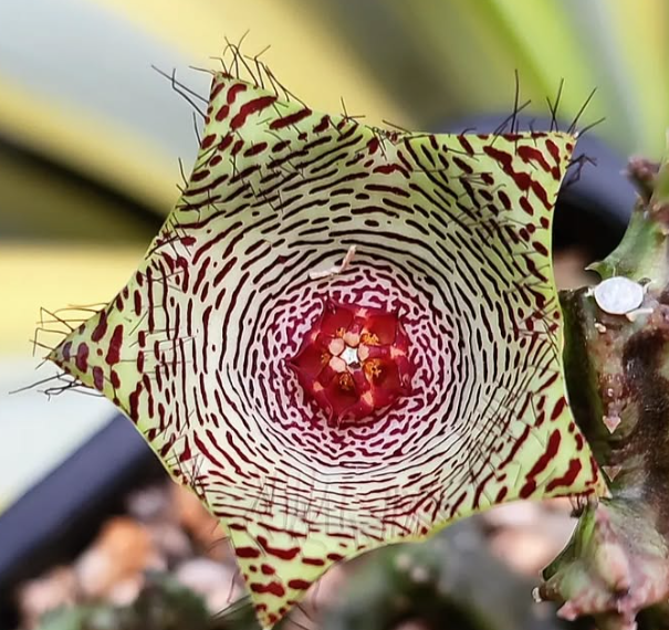 Caralluma pauciflora 7 Pieces Seeds