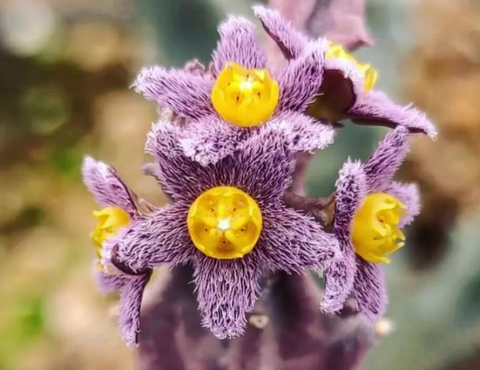 Caralluma burchardii Pink 6 Pieces Seeds