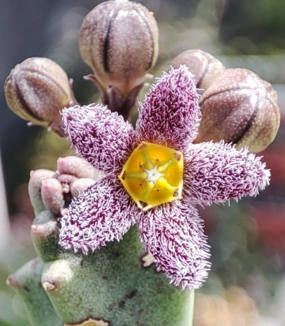 Caralluma burchardii Pink 6 Pieces Seeds