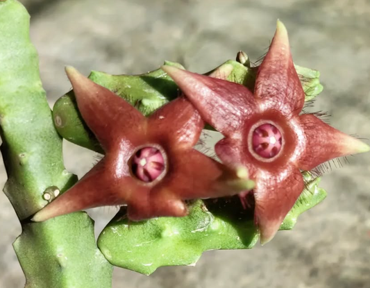 Duvaliandra dioscorides 5 Pieces Seeds