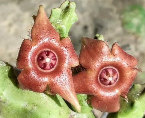 Duvaliandra dioscorides 5 Pieces Seeds