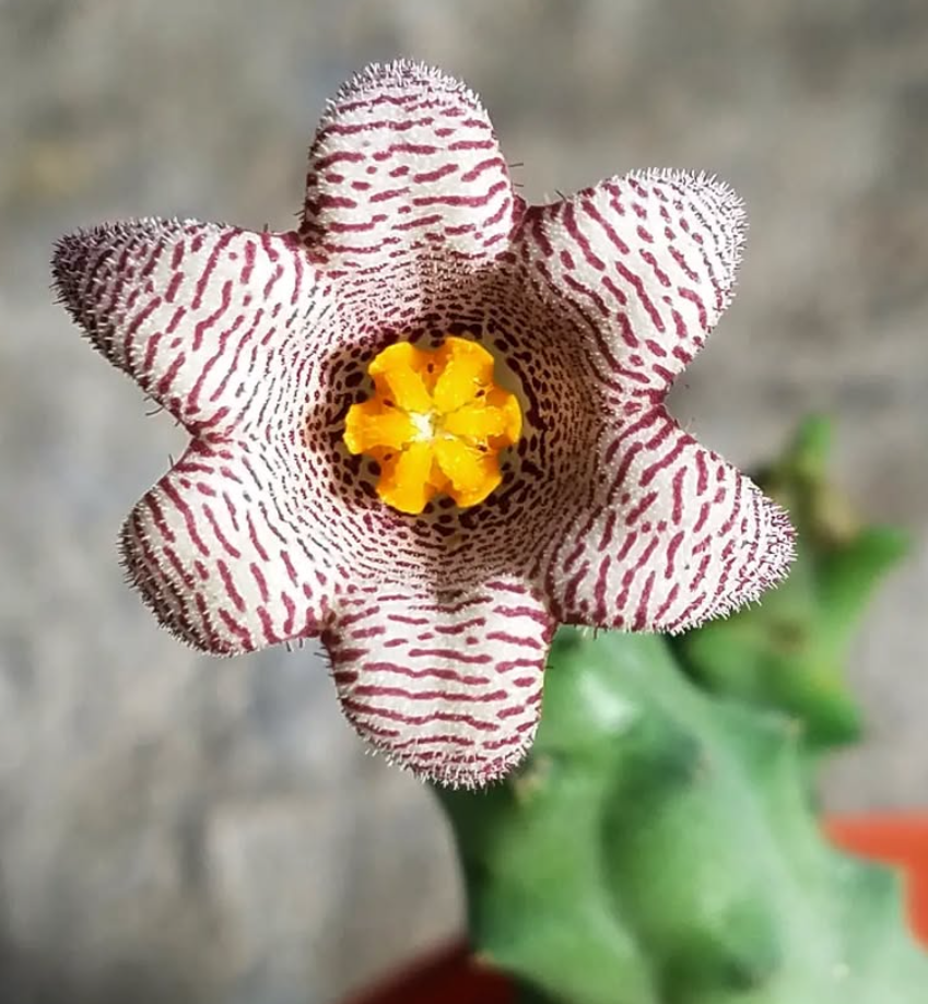 Piaranthus Punctatus 4 Pieces Seeds