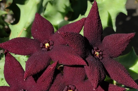 Orbea lutea ssp. vaga 5 Pieces Seeds