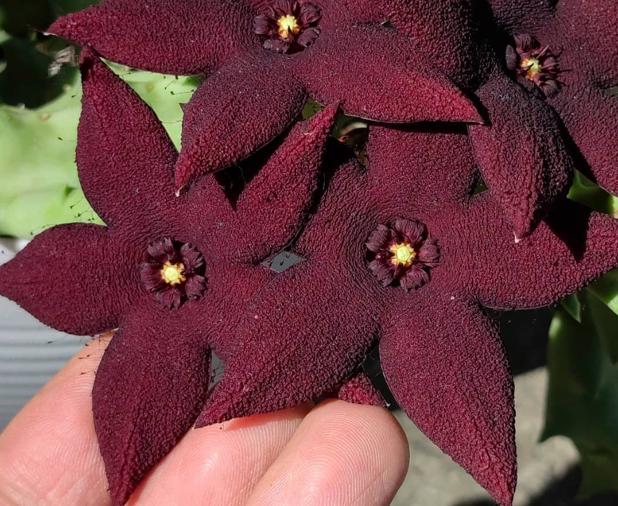 Orbea lutea ssp. vaga 5 Pieces Seeds