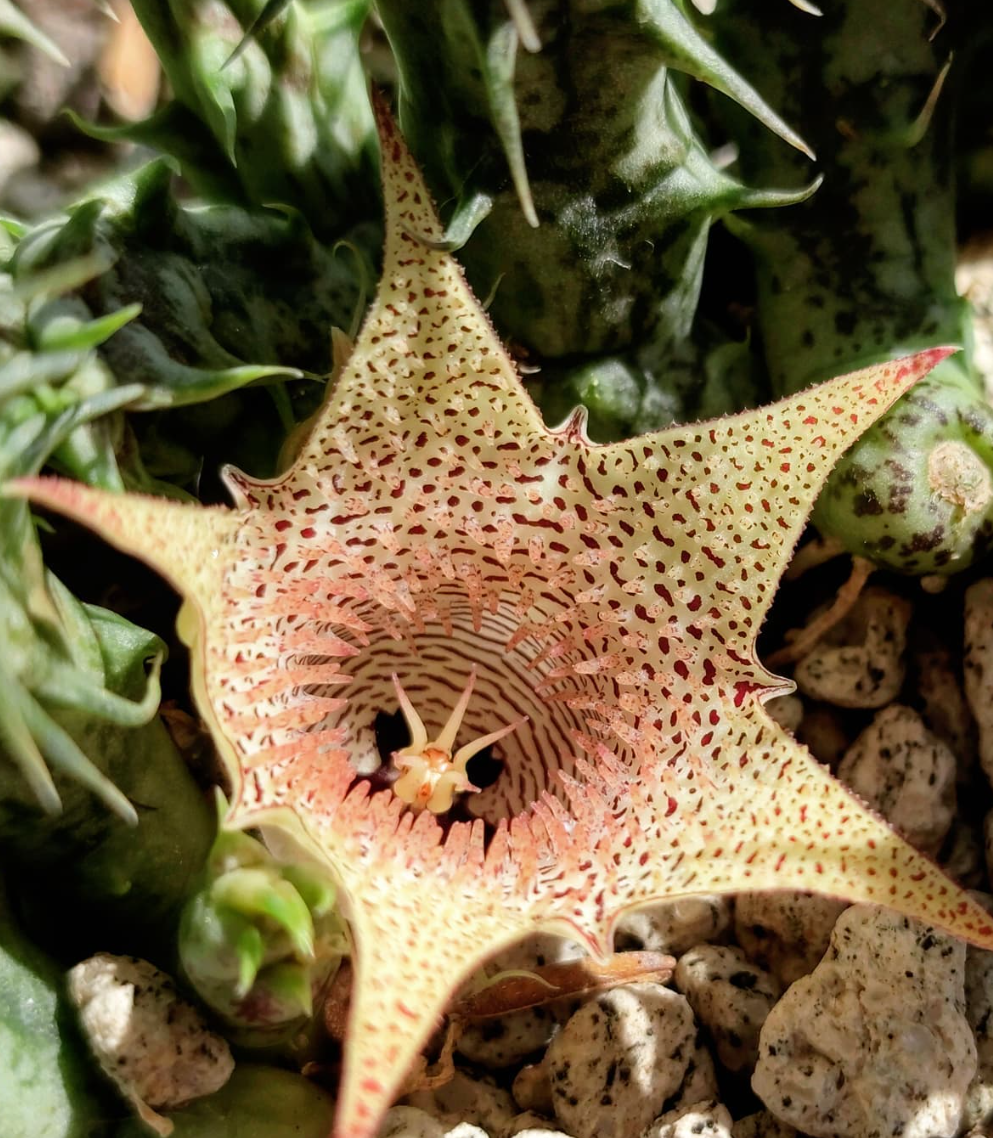 Huernia khalidbinsultanii 5 Pieces Seeds