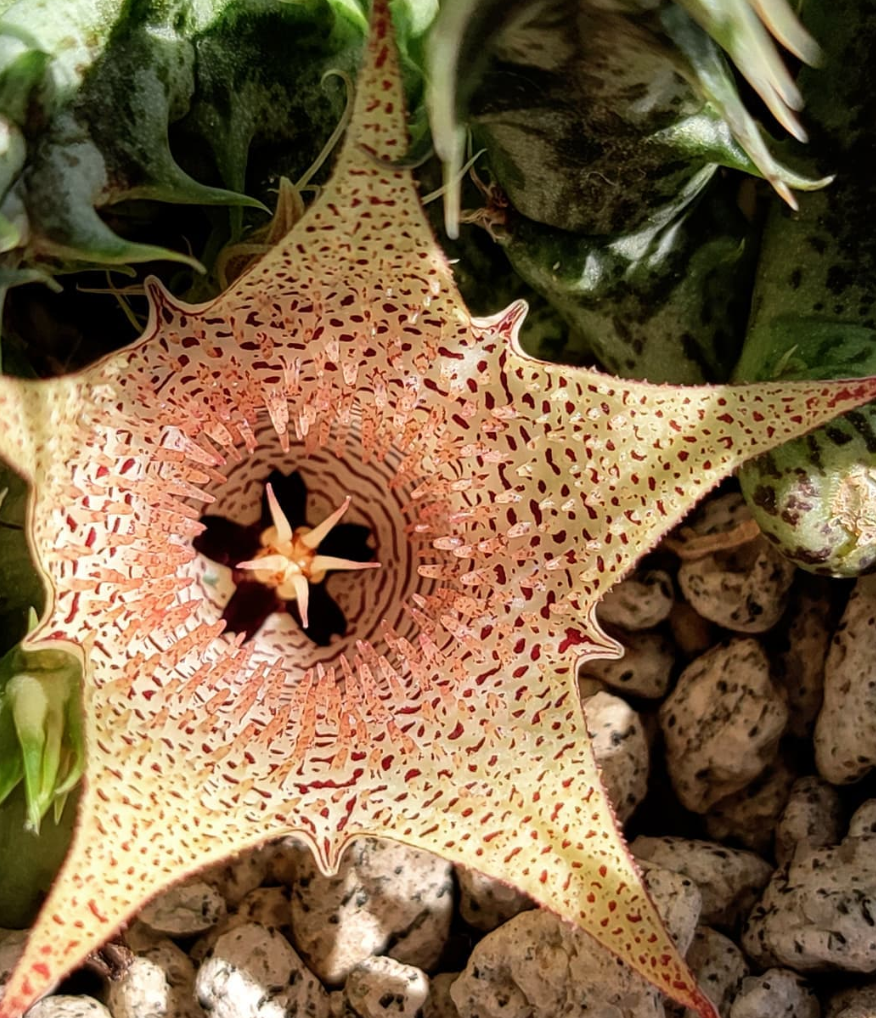 Huernia khalidbinsultanii 5 Pieces Seeds