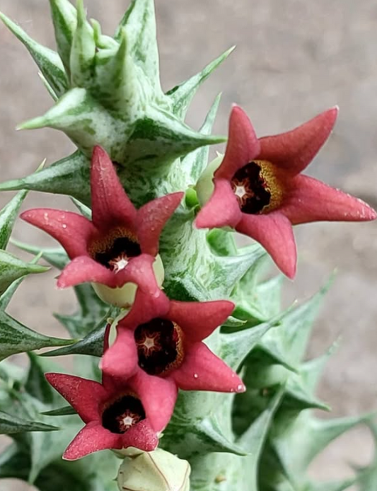 Orbea sacculata 5 Pieces Seeds