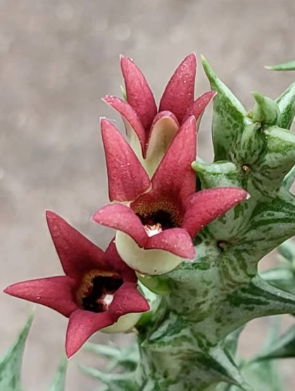 Orbea sacculata 5 Pieces Seeds