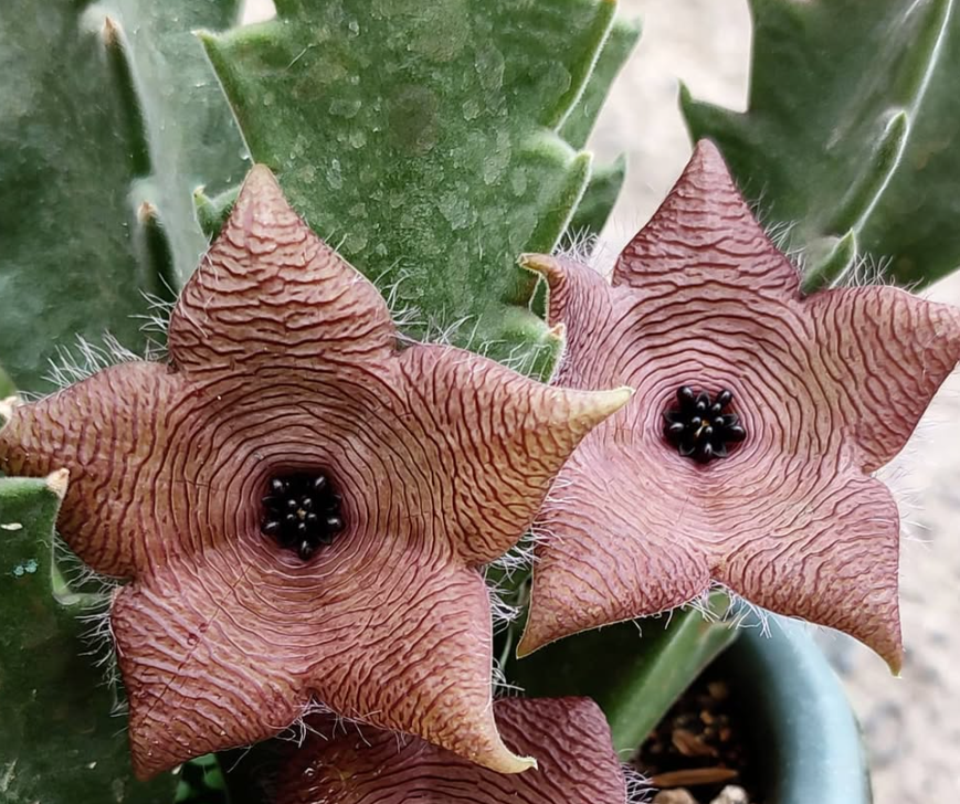 Stapelia clavicorona 7 Pieces Seeds