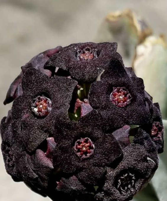 Caralluma retrospiciens ssp. acutangula 6 Pieces Seeds
