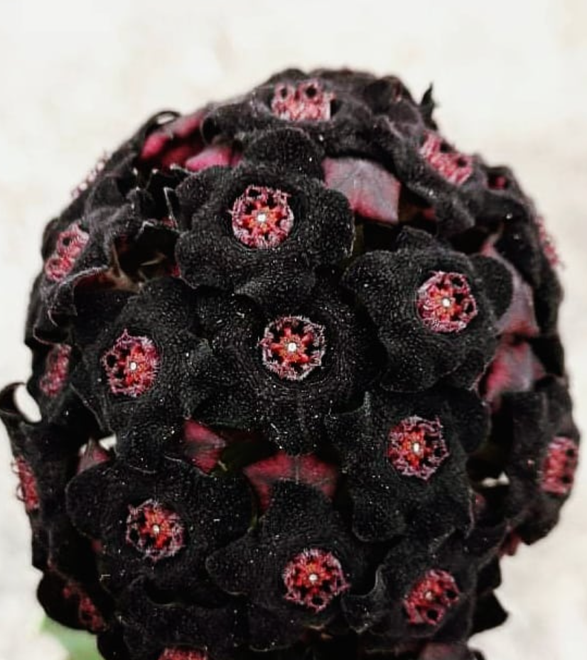 Caralluma retrospiciens ssp. acutangula 6 Pieces Seeds