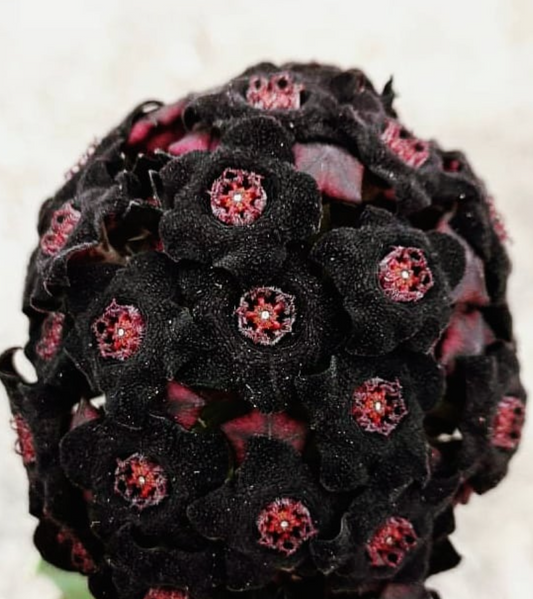 Caralluma retrospiciens ssp. acutangula 6 Pieces Seeds