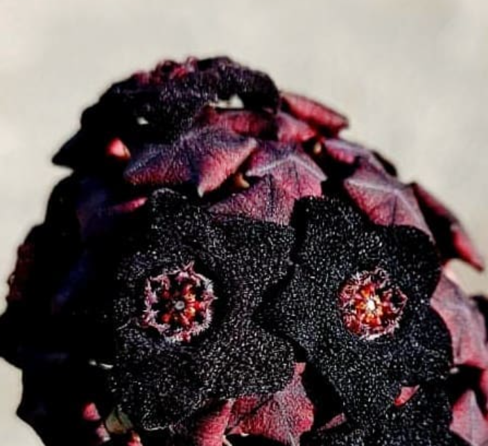 Caralluma retrospiciens ssp. acutangula 6 Pieces Seeds