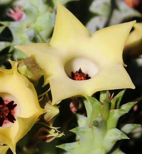 Huernia thuretii ssp. primulina 5 Pieces Seeds