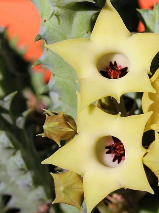 Huernia thuretii ssp. primulina 5 Pieces Seeds
