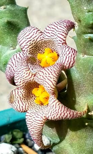 Piaranthus Punctatus 4 Pieces Seeds