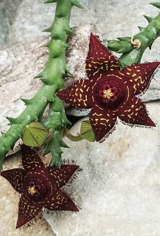 Orbea Macloughlinii hybrid 5 Pieces Seeds