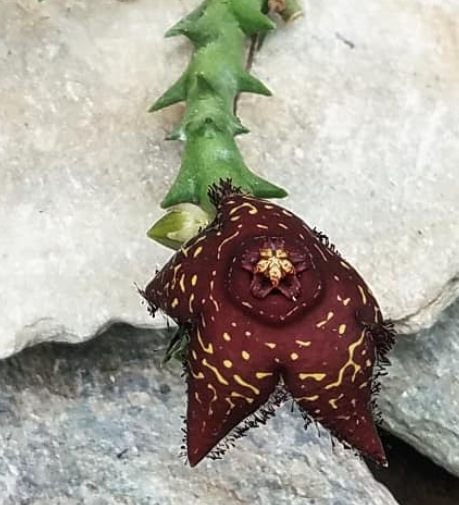 Orbea Macloughlinii hybrid 5 Pieces Seeds