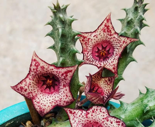 Stapelianthus Strawberry Ice Cream 6 Pieces Seeds