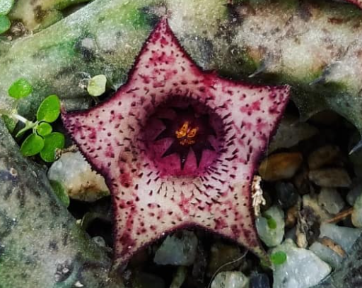 Stapelianthus Strawberry Ice Cream 6 Pieces Seeds