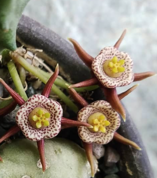 Duvalia maculata 6 Pieces Seeds