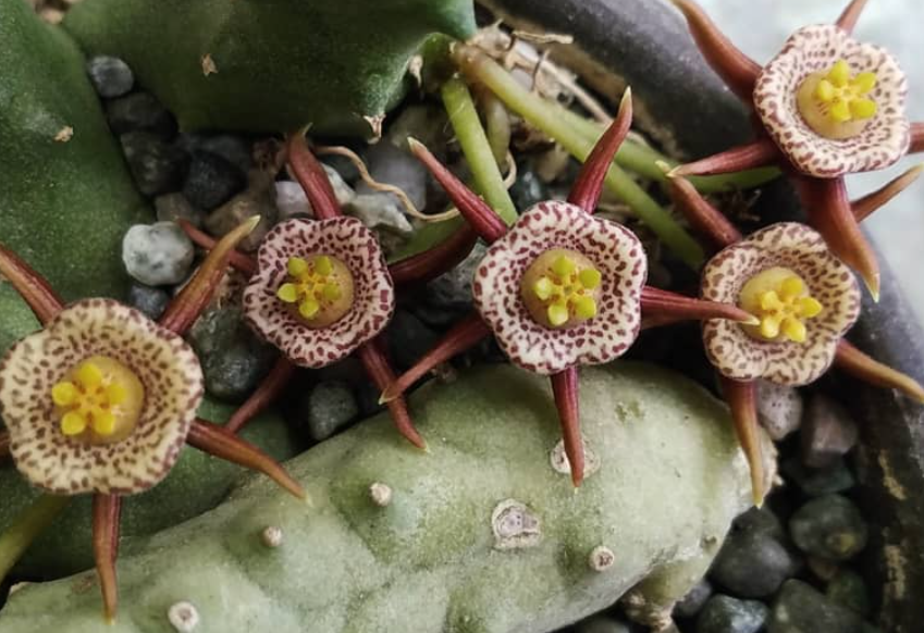 Duvalia maculata 6 Pieces Seeds