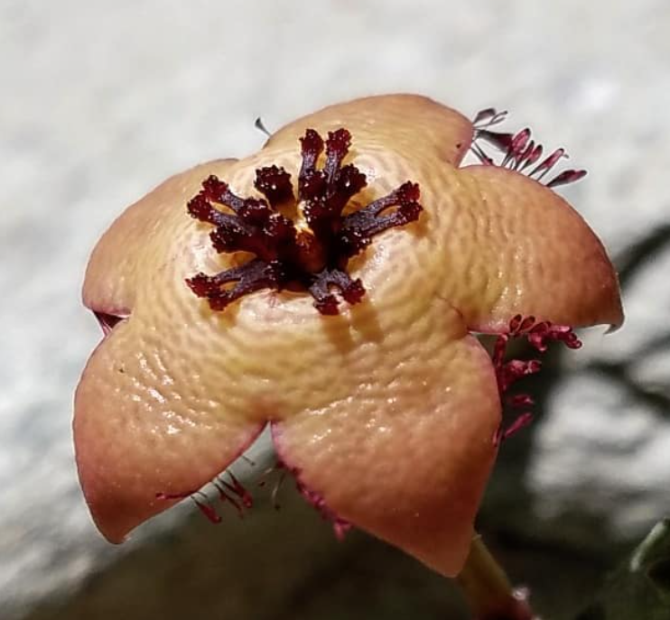 Tromotriche longii 6 Pieces Seeds