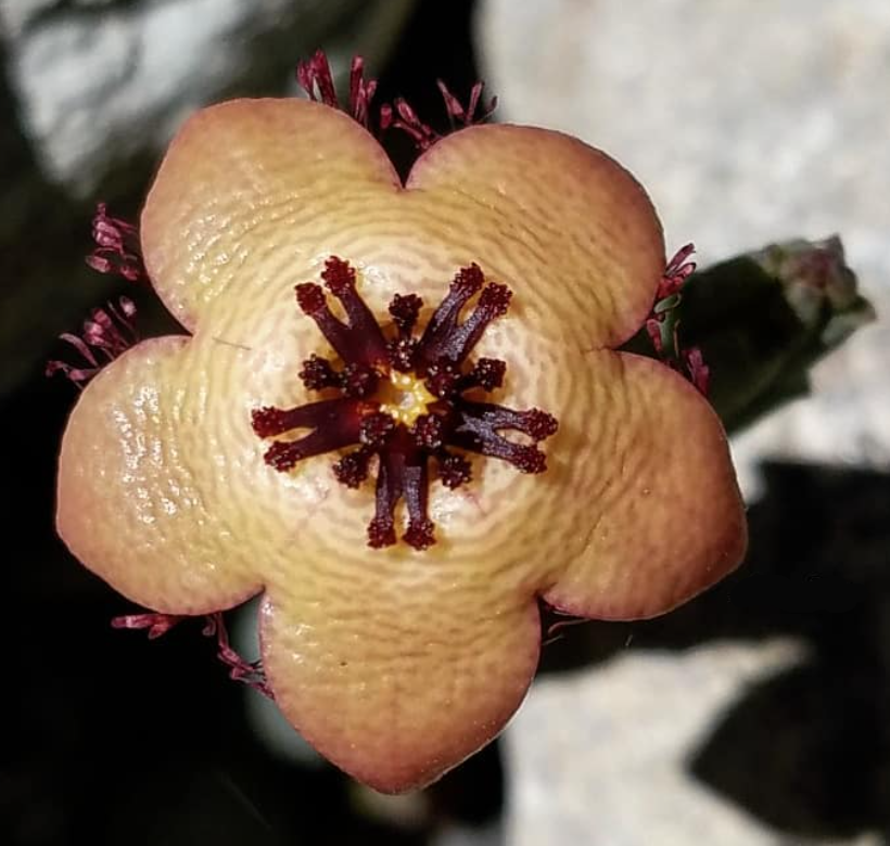 Tromotriche longii 6 Pieces Seeds