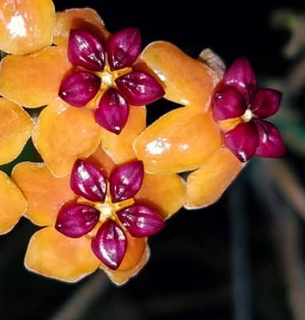 Hoya benguetensis 10 Pieces Seeds
