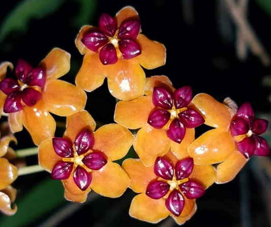 Hoya benguetensis 10 Pieces Seeds