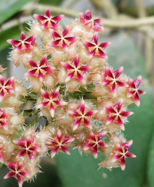 Hoya mindorensis 10 Pieces Seeds