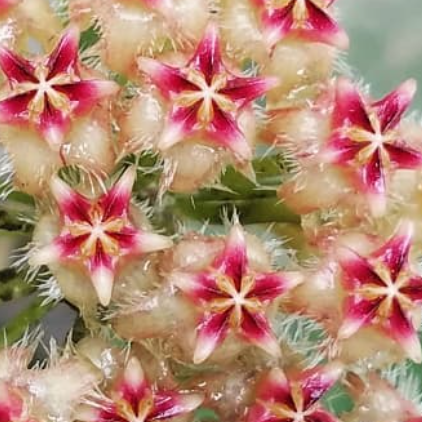Hoya mindorensis 10 Pieces Seeds